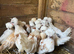 Chamois polish bantams