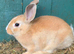 2 Dutch rabbits and 1 English spot all babies