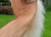 Micro Ferret Wanted