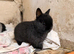 Family of rabbits and setup