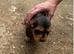 King Charles spaniel