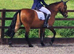 Smart New Forest pony for sale