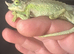Jackson xantholophus pair with full set up