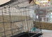 Proven pair of finches