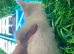 Beautiful KC registered Fluffy Boy