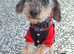 Miniature schnauzer x Yorkshire terrier