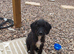 3 affectionate, boy jackapoo pups