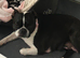 BEAUTIFUL LITTER OF 5 BOSTON TERRIERS
