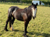 Filly for sale