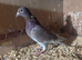 £20 for 2 racing pigeons. Both reds.