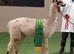 Special Alpacas available, Apaloosa, Fancy and Grey