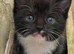 Gorgeous kittens for sale