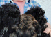 POOCHON PUPPIES IN NI - ONE ONLY REMAINING!