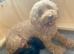 Cockapoo puppies