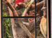 Giant Madagascan day gecko with full setup