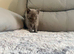 British longhair kittens