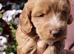 Champion bloodlines F1 puppies