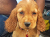 10 cocker spaniel mix patterdale