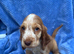 Show Cocker Spaniels looking for Homes