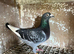 Racing pigeons for sale