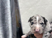 Lurcher puppies