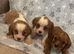 Lovely king Charles Cavalier puppies