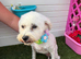 Looking For A Forever Home For Our Beloved Bella