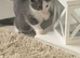 3 British short hair kittens