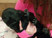 Solid Black female GSD