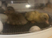 Duckling of different ages available