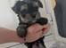 Yorkshire terrier puppies