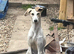 Turbo- Male lurcher x Saluki