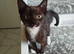 Kittens for sale