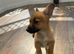 Short legged Jack Russel boy puppy