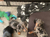 Miniature smooth dachshund puppies dapple and Black and Tan