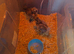 Silkie chicks