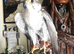 Male gyr saker falcon