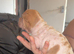 Beautiful puppies ( shar pei)