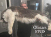 Selection of males available at stud