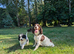 F1 Standard Cockapoo Puppies