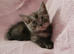 Ragdoll cross british short