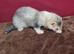 ferrets 12 weeks old jills and hobs