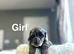 Slinkey gorgeous litter of Daxiepoo girls and boys available