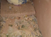 Breeding pair budgies complete with Breeding Set Upred