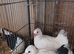 English fantail pigeons