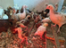 Rhode Island Red & light Sussex chickens