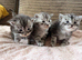 Gorgeous Maine Coon Kittens