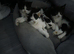 5 beautiful kittens