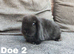 Beautiful mini lops to reserve