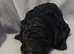 Standard poodle puppies
